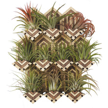 Load image into Gallery viewer, Air plant holders displayed on a white background