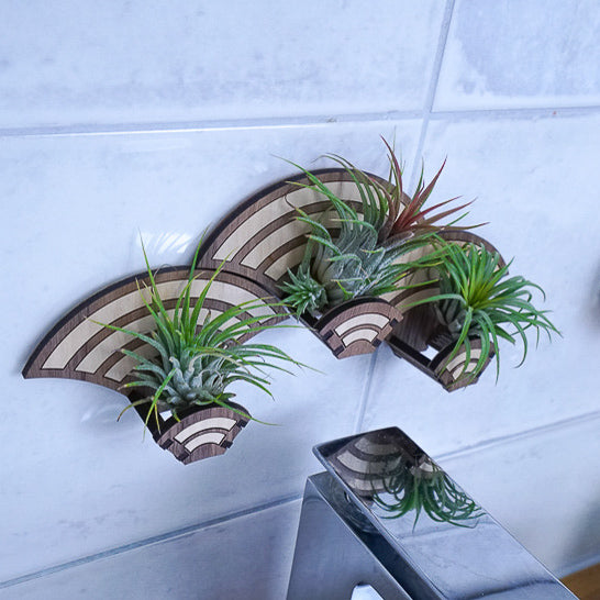 rainbow air plants Growsaic Art Deco Living Wall Air Plant Holders