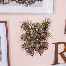 Load image into Gallery viewer, Living Wall Air Plant Holders | The Fan
