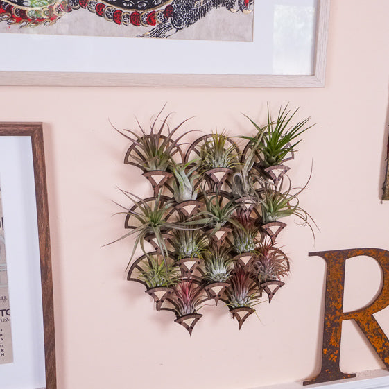 air plant wall frame Living Wall Air Plant Holders