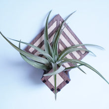 Load image into Gallery viewer, Living Wall Air Plant Holders | The Diamond

