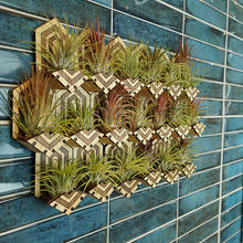 Load image into Gallery viewer, Air Plant Holders displayed interlocking on a wall.

