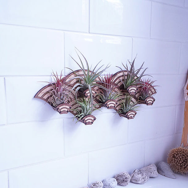 air plant wall decor Growsaic Art Deco Living Wall Air Plant Holders