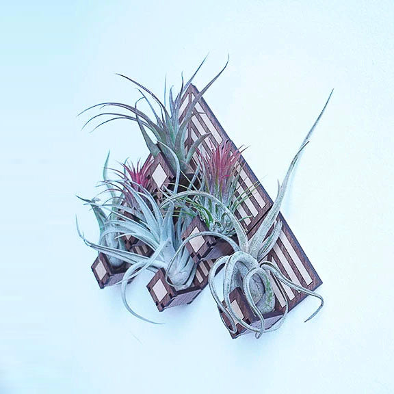 air plant living wall Living Wall Air Plant Holders