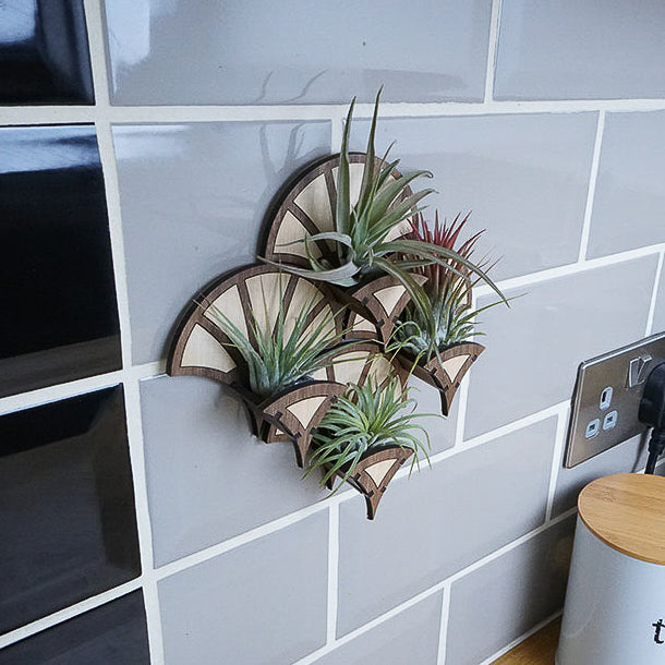 air plant holders uk Living Wall Air Plant Holders