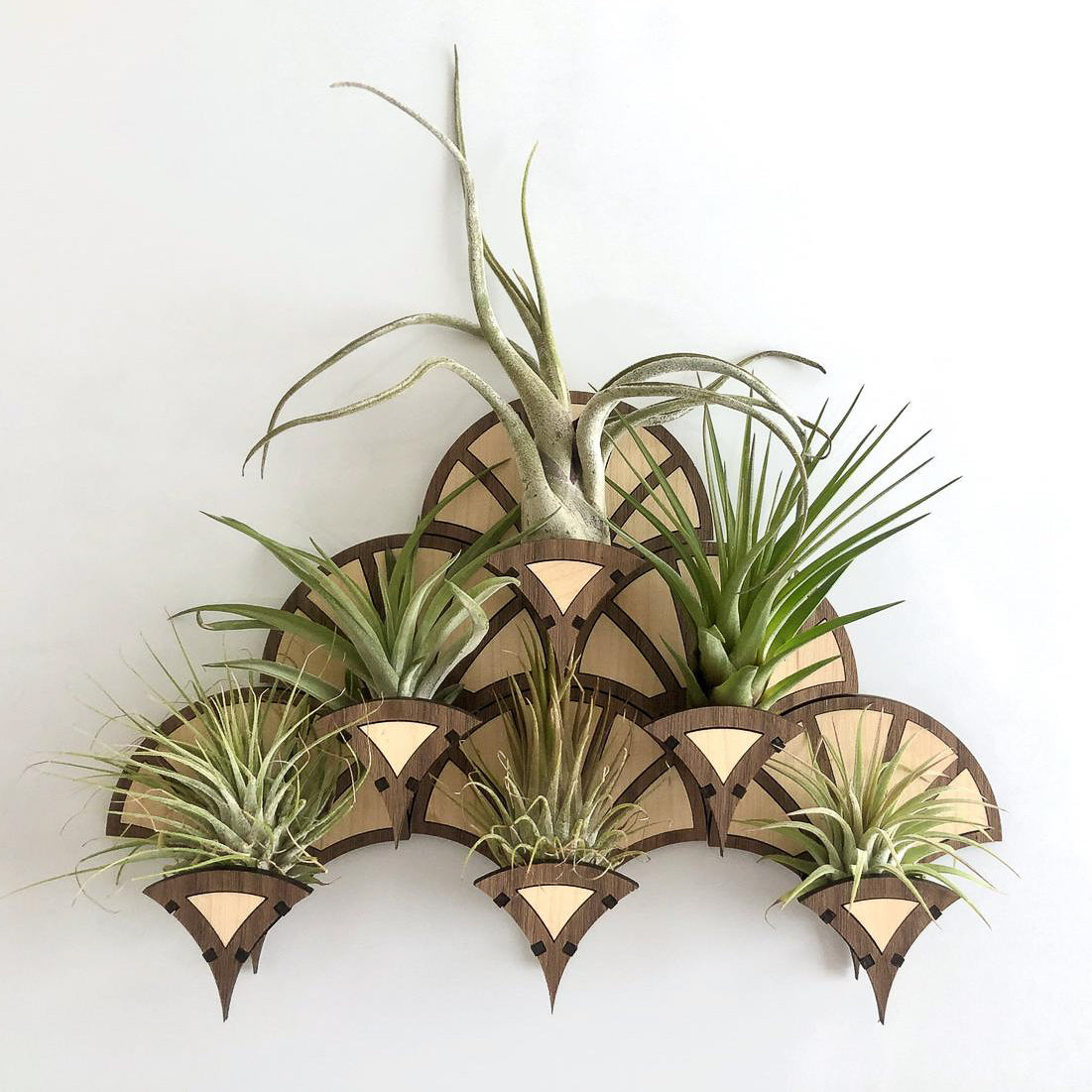 cool air plant holders Living Wall Air Plant Holders