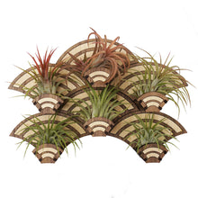Load image into Gallery viewer, Growsaic Art Deco Living Wall Air Plant Holders | The Rainbow
